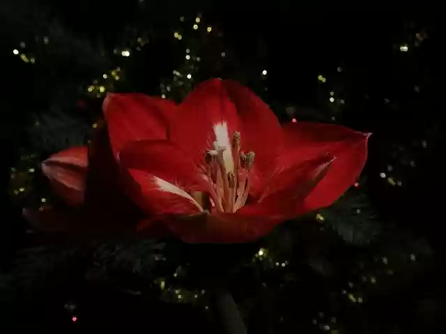 Free download Hippeastrum Red Pearl Amaryllis -  free photo or picture to be edited with GIMP online image editor