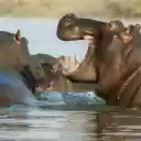 Hippopotamus  screen for extension Chrome web store in OffiDocs Chromium