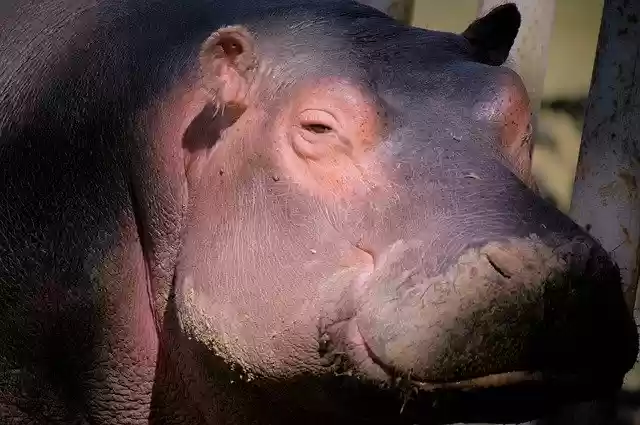 Free download Hippopotamus Animal Africa -  free photo or picture to be edited with GIMP online image editor