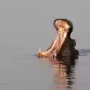 Hippos yawn underwater  screen for extension Chrome web store in OffiDocs Chromium