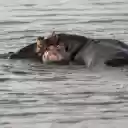 HIPPO THEME  screen for extension Chrome web store in OffiDocs Chromium