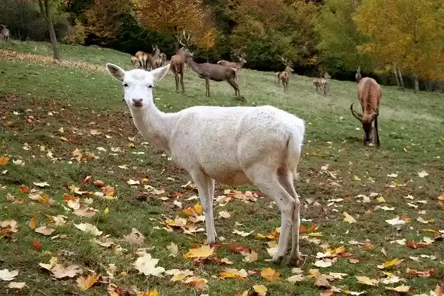 Free download Hirsch Autumn Wild -  free photo or picture to be edited with GIMP online image editor