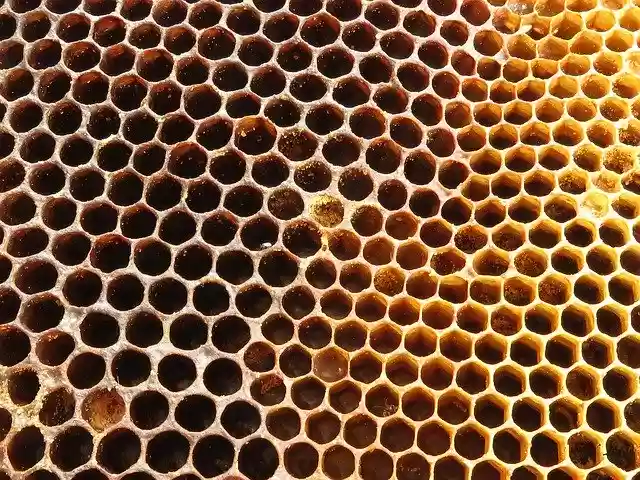 Free download Hive Radius Bees -  free photo or picture to be edited with GIMP online image editor