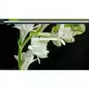 hoa hue  screen for extension Chrome web store in OffiDocs Chromium