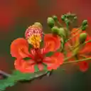 Hoa Phuong by Sach Song Ngu  screen for extension Chrome web store in OffiDocs Chromium