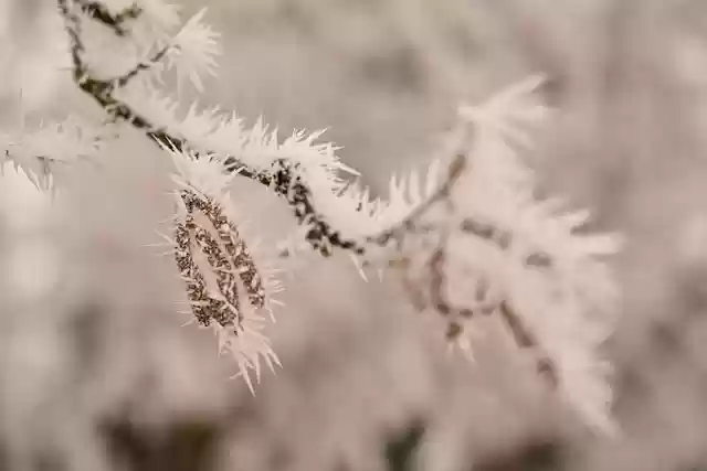 Free download hoarfrost hazelnuts frost wallpaper free picture to be edited with GIMP free online image editor