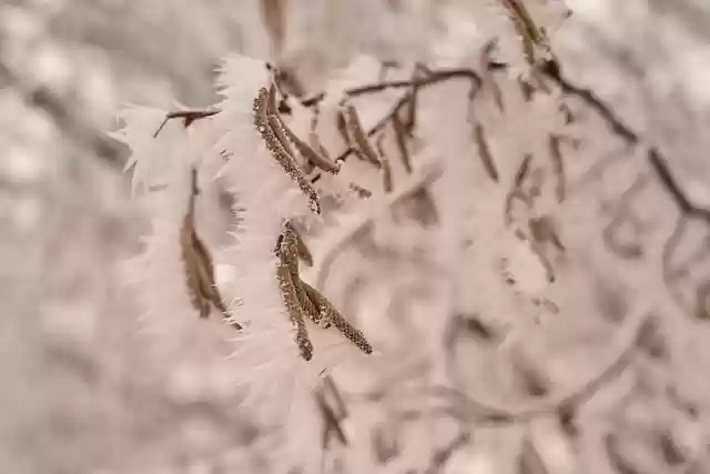 Free download hoarfrost hazelnuts wallpaper free picture to be edited with GIMP free online image editor