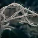 Hoar Frost (Natural Magic) by Jay Taylor  screen for extension Chrome web store in OffiDocs Chromium Hoar Frost (Natural Magic) by Jay Taylor  screen for extension Chrome web store in OffiDocs Chromium