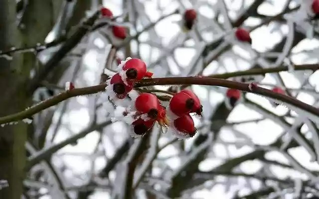 Free download Hoary Rimy Winter -  free photo or picture to be edited with GIMP online image editor