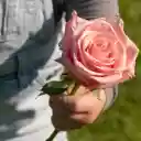 Holding the flower  screen for extension Chrome web store in OffiDocs Chromium