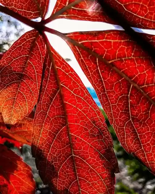 Free download Holidays Foliage Nature -  free photo or picture to be edited with GIMP online image editor