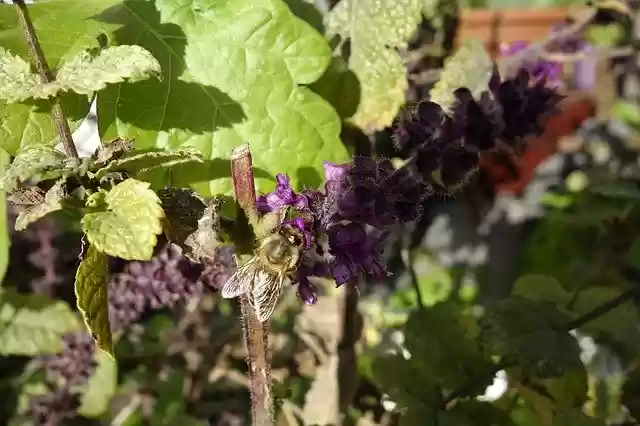 Free download Honey Bee Basil Autumn Sun -  free free photo or picture to be edited with GIMP online image editor