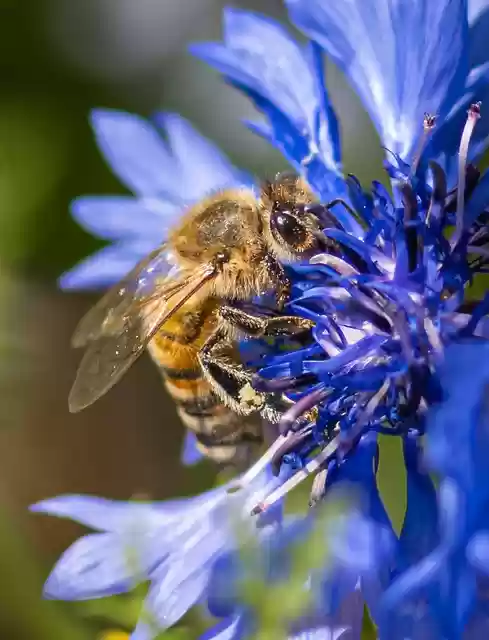 Free download honey bee be duster cornflower free picture to be edited with GIMP free online image editor