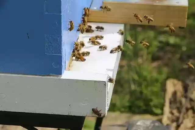 Gratis download Honey Bee Beehive - gratis foto of afbeelding om te bewerken met GIMP online afbeeldingseditor