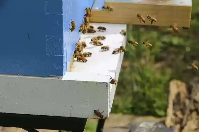 Free download Honey Bee Beehive -  free photo or picture to be edited with GIMP online image editor