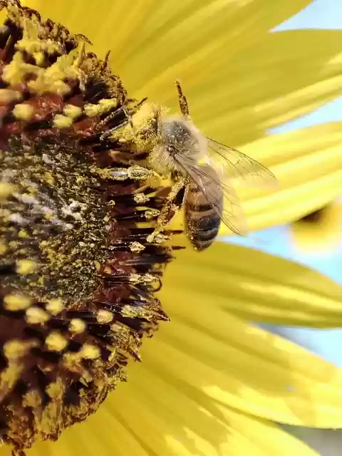 Free download honey bee bee insect sunflower free picture to be edited with GIMP free online image editor