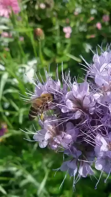 Free download Honey Bee Flower -  free photo or picture to be edited with GIMP online image editor