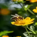 Honey bee wallpaper  screen for extension Chrome web store in OffiDocs Chromium