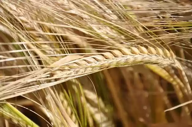 Free download Honor Grain Cereals Barley -  free photo or picture to be edited with GIMP online image editor