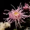 Hook chrysanthemum  screen for extension Chrome web store in OffiDocs Chromium