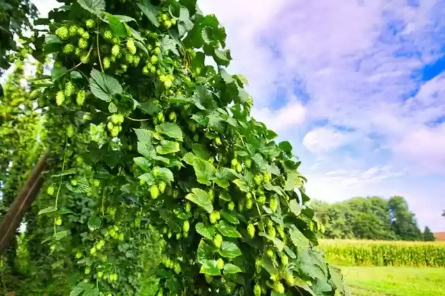 Free download Hops Umbel Hop Vines -  free photo or picture to be edited with GIMP online image editor