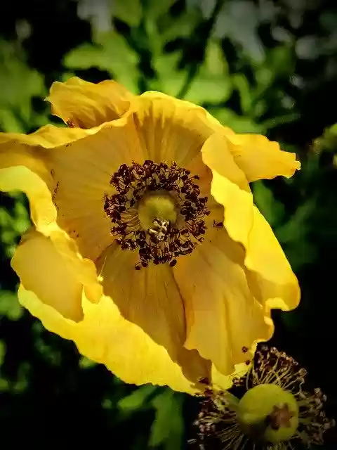 Free download Hornmohn Yellow Blossom -  free photo or picture to be edited with GIMP online image editor
