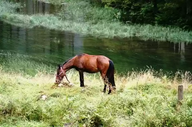 Gratis download Horse Alm Meadow Pasture - gratis foto of afbeelding om te bewerken met GIMP online afbeeldingseditor