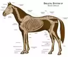 Free download Horseanatomy free photo or picture to be edited with GIMP online image editor