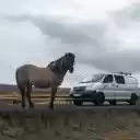 horse and car  screen for extension Chrome web store in OffiDocs Chromium