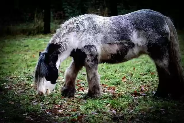 Free download horse animal cold blooded animals free picture to be edited with GIMP free online image editor
