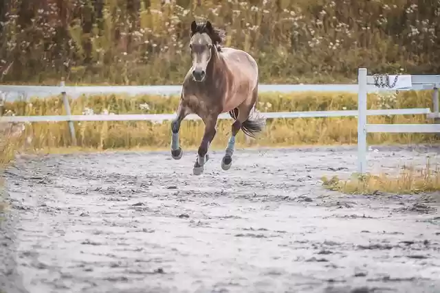 Free download horse animal equines mare running free picture to be edited with GIMP free online image editor
