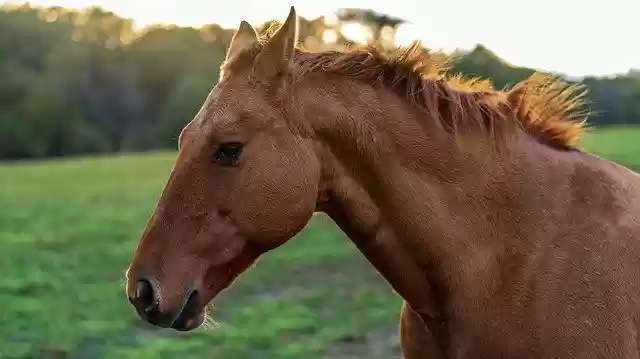 Free download Horse Animal Field -  free free photo or picture to be edited with GIMP online image editor