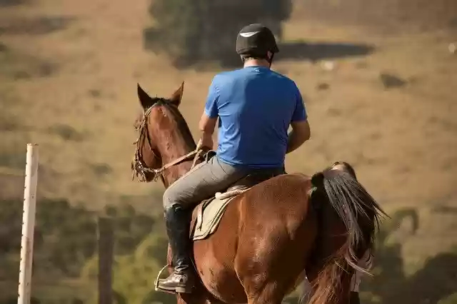 Free download Horse Animal Riding -  free photo or picture to be edited with GIMP online image editor