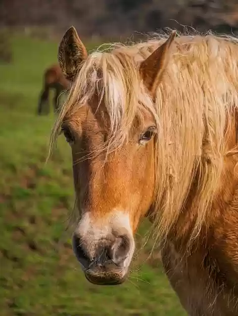 Free download horse animal spring prairie nature free picture to be edited with GIMP free online image editor