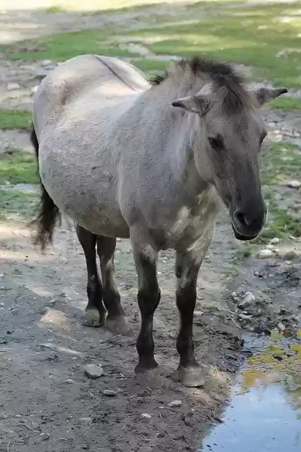 Free download Horse Animal Zoo -  free photo or picture to be edited with GIMP online image editor