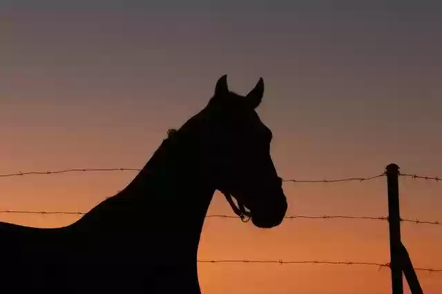 Free download Horse Backlight Animals -  free photo or picture to be edited with GIMP online image editor