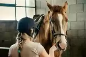 Free download Horseback riding training in San Diego free photo or picture to be edited with GIMP online image editor