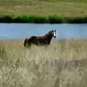 Horse by the river  screen for extension Chrome web store in OffiDocs Chromium