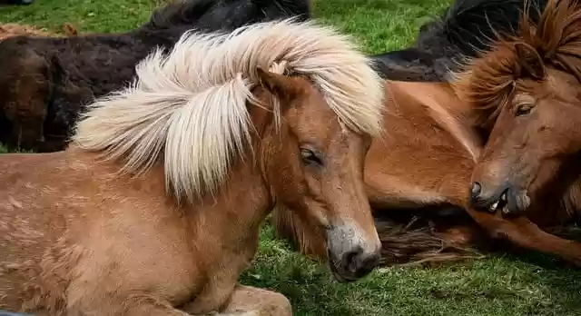 Free download horse equine animal iceland free picture to be edited with GIMP free online image editor