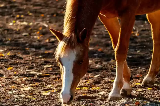 Free download horse equine equestrian animal free picture to be edited with GIMP free online image editor