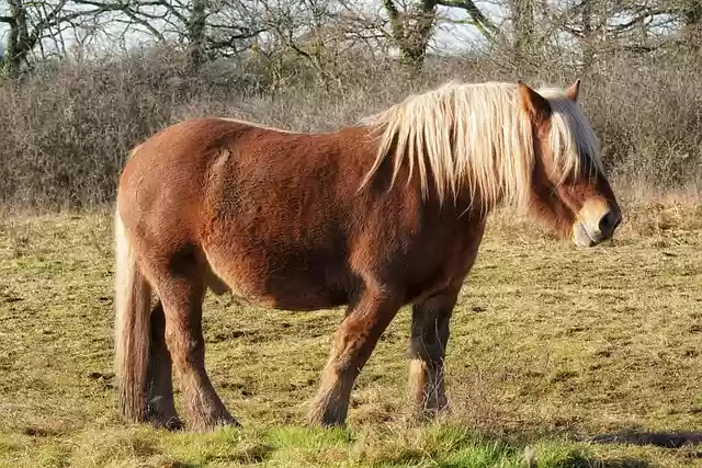 Free download horse equine equestrian comtois free picture to be edited with GIMP free online image editor