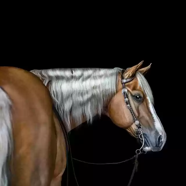 Free download horse equine equestrian foal free picture to be edited with GIMP free online image editor