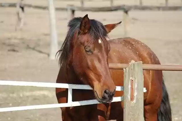Free download Horse Equine Horses -  free photo or picture to be edited with GIMP online image editor