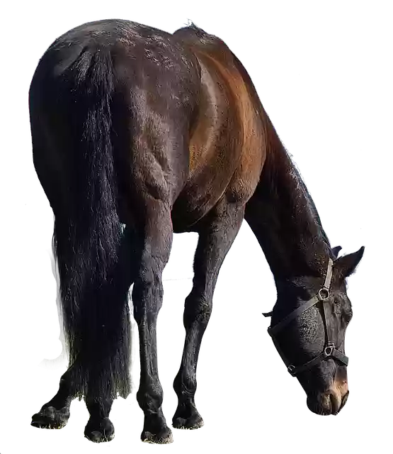 Free download Horse Exemption Animal Cut -  free free photo or picture to be edited with GIMP online image editor