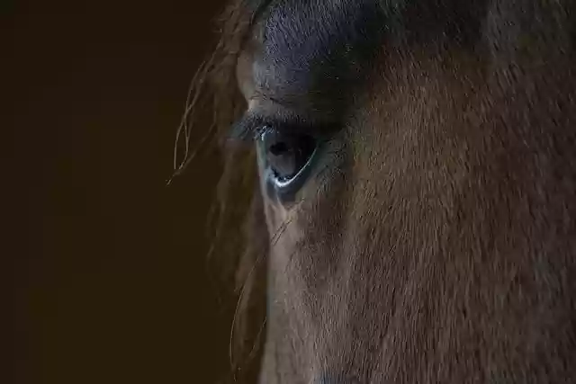 Free download horse eye equine equestrian nature free picture to be edited with GIMP free online image editor