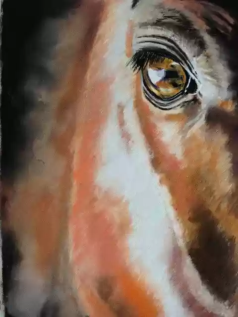 Free download Horse Eye Pastel Pencil Drawing -  free illustration to be edited with GIMP free online image editor