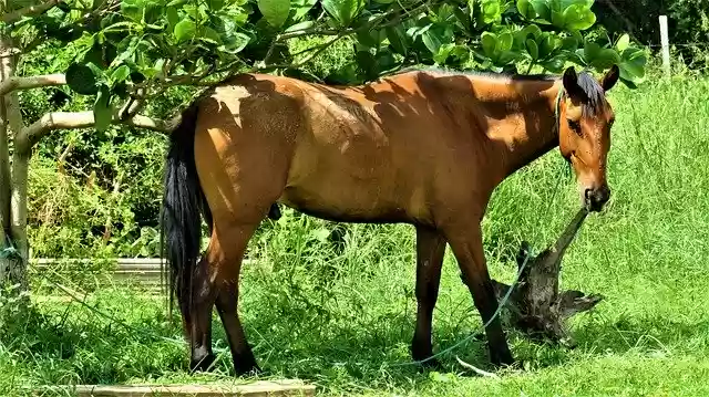 Free download Horse Farm -  free free photo or picture to be edited with GIMP online image editor