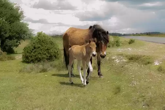 Free download Horse Field Thunderstorm -  free photo or picture to be edited with GIMP online image editor