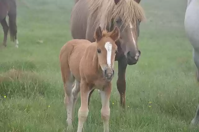 Free download horse foal he has bay horses free picture to be edited with GIMP free online image editor