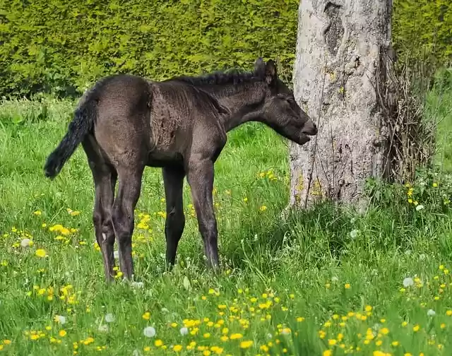 Free download horse foal mammal nature free picture to be edited with GIMP free online image editor